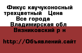 Фикус каучуконосный трехцветный › Цена ­ 500 - Все города  »    . Владимирская обл.,Вязниковский р-н